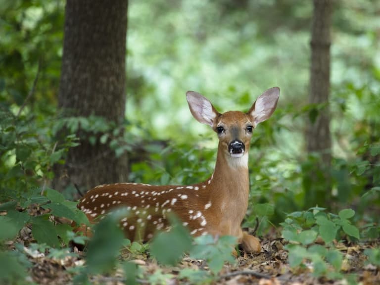 “A big problem”: Visitors urged to leave deer in Phoenix Park alone “A big problem”: Visitors urged to leave deer in Phoenix Park alone
