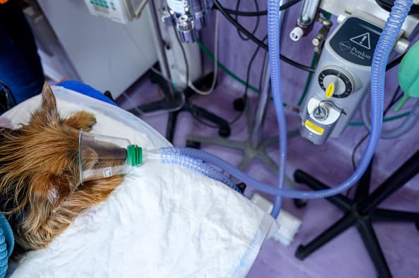 Mystery dog illness plaguing Britain could be coronavirus, experts say Mystery dog illness plaguing Britain could be coronavirus, experts say