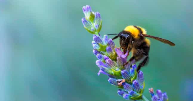 QUIZ: Consider yourself quite the eco-expert? Let’s put your Irish wildlife knowledge to the test! QUIZ: Consider yourself quite the eco-expert? Let’s put your Irish wildlife knowledge to the test!