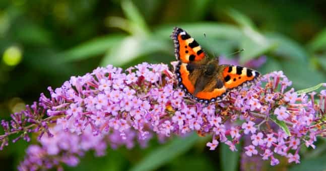 QUIZ: How well do you know your local wildlife? Answer these questions to find out! QUIZ: How well do you know your local wildlife? Answer these questions to find out!