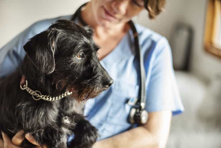 Dog owners, beware: everything you need to know about ‘Alabama rot’ Dog owners, beware: everything you need to know about ‘Alabama rot’