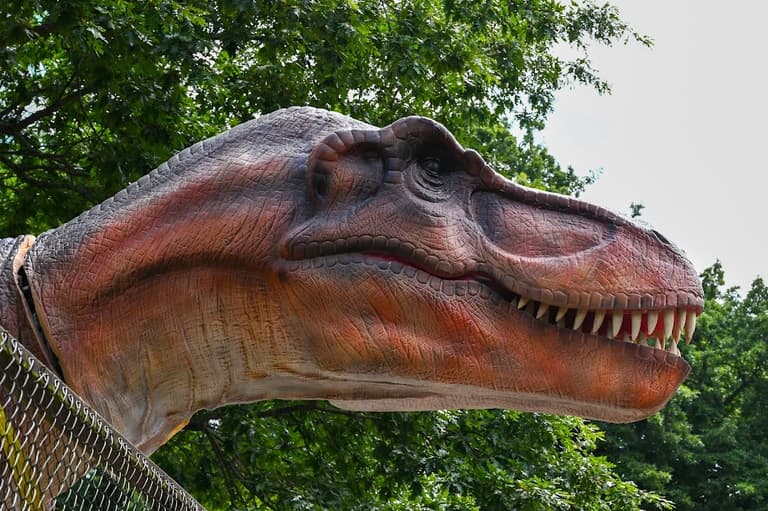 A ‘real’ Jurassic Park is opening in Kilkenny! A ‘real’ Jurassic Park is opening in Kilkenny!