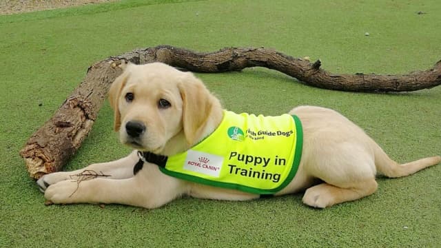 Puppy raisers needed for Irish Guide Dogs for the Blind Puppy raisers needed for Irish Guide Dogs for the Blind