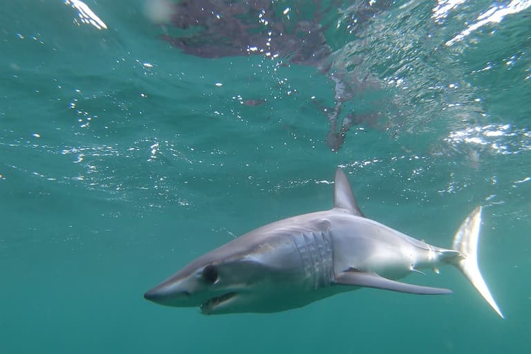 Two women killed in shark attacks near popular tourist beach in Egypt Two women killed in shark attacks near popular tourist beach in Egypt