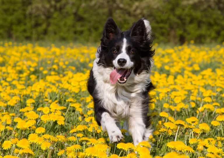 Ireland’s oldest dog Skippy dies aged 27 Ireland’s oldest dog Skippy dies aged 27