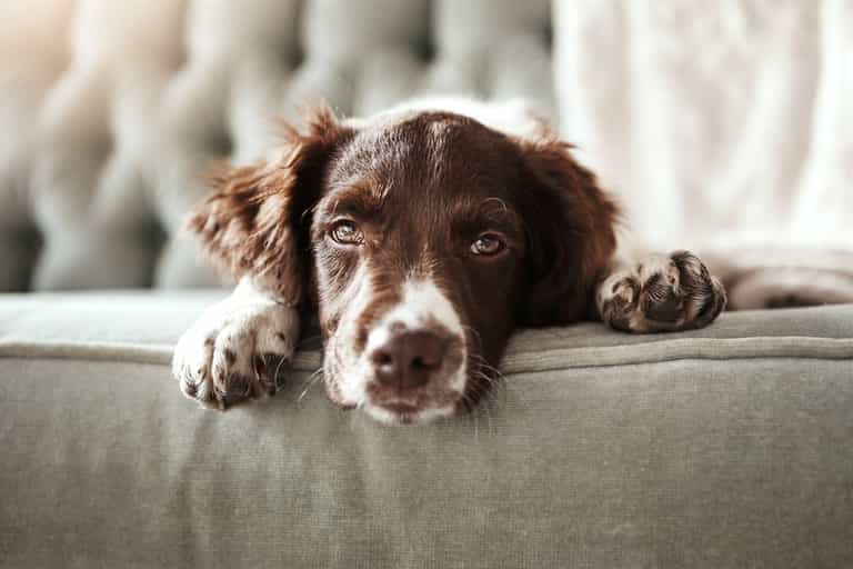 Concerning number of people in Ireland are surrendering their dogs Concerning number of people in Ireland are surrendering their dogs