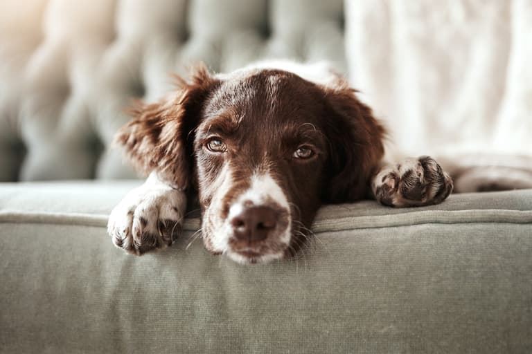 Concerning number of people in Ireland are surrendering their dogs Concerning number of people in Ireland are surrendering their dogs