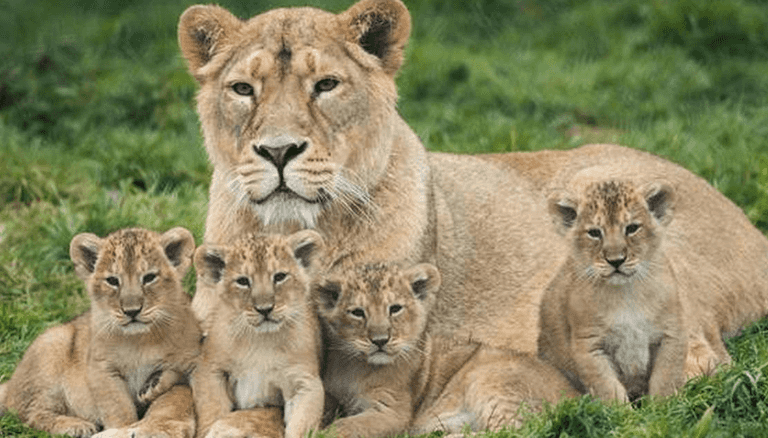 Nearly 300 animals died in Dublin Zoo, Tayto Park and Fota Island during past two years Nearly 300 animals died in Dublin Zoo, Tayto Park and Fota Island during past two years