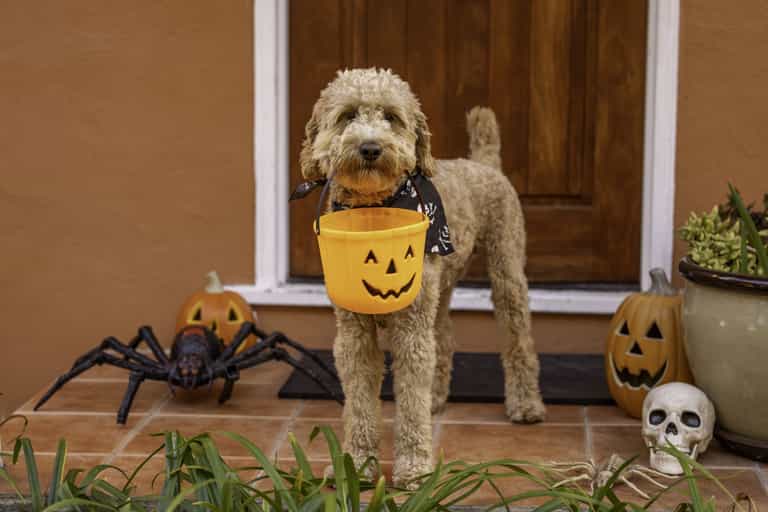 Here are some top tips for keeping your pets safe on Halloween Here are some top tips for keeping your pets safe on Halloween