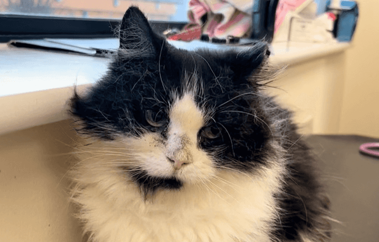 DSPCA launch special appeal for cat with cancer DSPCA launch special appeal for cat with cancer