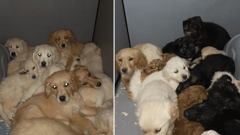 29 puppies rescued from illegal trafficking at Belfast Port 29 puppies rescued from illegal trafficking at Belfast Port