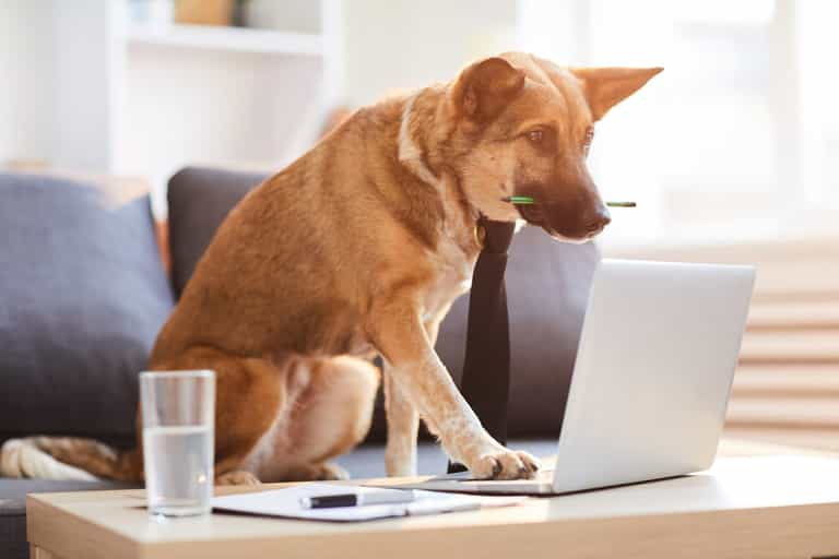 Bringing a dog to work can increase morale and productivity, says DSPCA Bringing a dog to work can increase morale and productivity, says DSPCA