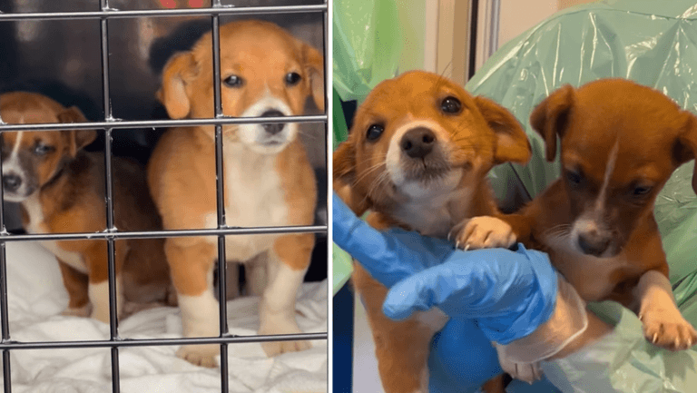 DSPCA rescues two puppies that were dumped in rubbish DSPCA rescues two puppies that were dumped in rubbish