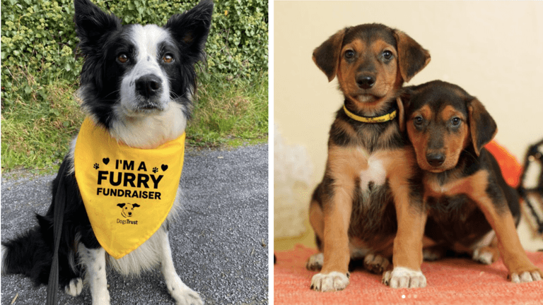There’s been an 80% increase in dogs being re-homed due to housing limits There’s been an 80% increase in dogs being re-homed due to housing limits