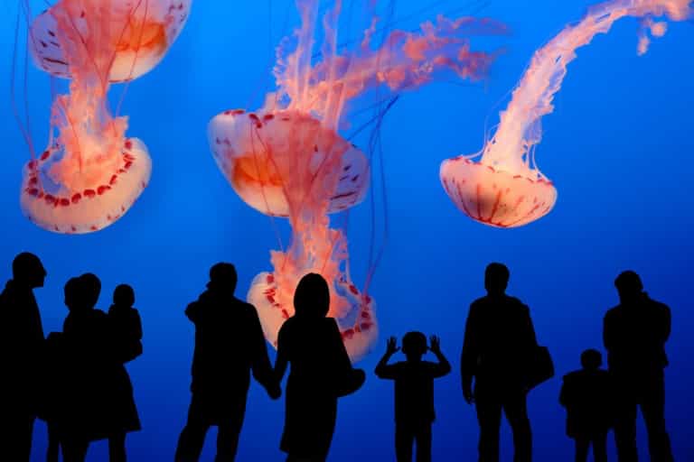 Are you a ‘Jellyfish parent’? The social media term explained Are you a ‘Jellyfish parent’? The social media term explained