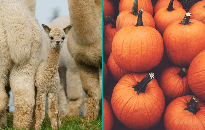 Down Syndrome Centre and K2Alpacas join forces for Halloween fundraiser Down Syndrome Centre and K2Alpacas join forces for Halloween fundraiser