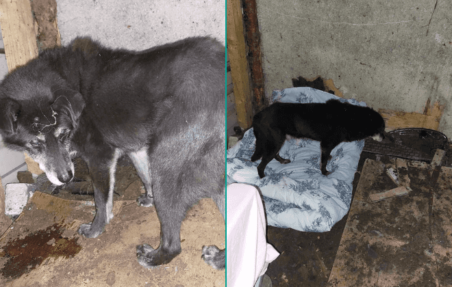 Urgent plea for 19-year-old Labrador to find his ‘end of life home’ Urgent plea for 19-year-old Labrador to find his ‘end of life home’