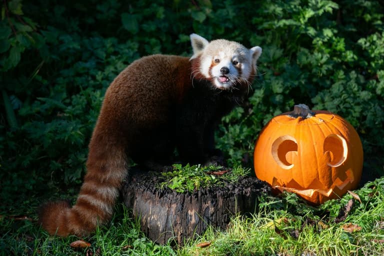 Get ready for Spooktacular celebrations at Dublin Zoo on Halloween weekend Get ready for Spooktacular celebrations at Dublin Zoo on Halloween weekend
