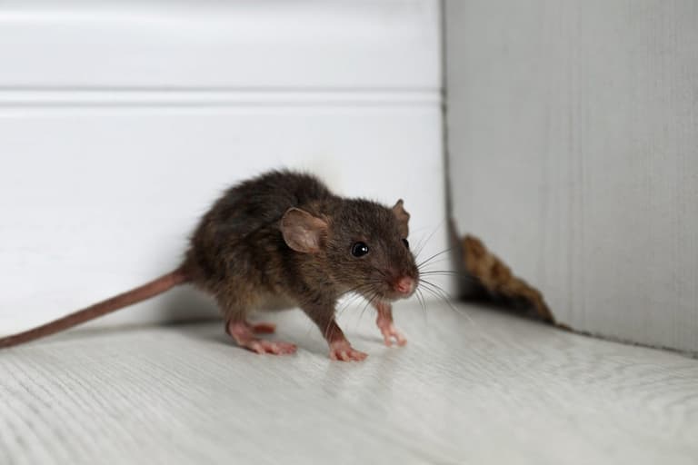 Woman shares €12 solution to find out where mice are in your house Woman shares €12 solution to find out where mice are in your house