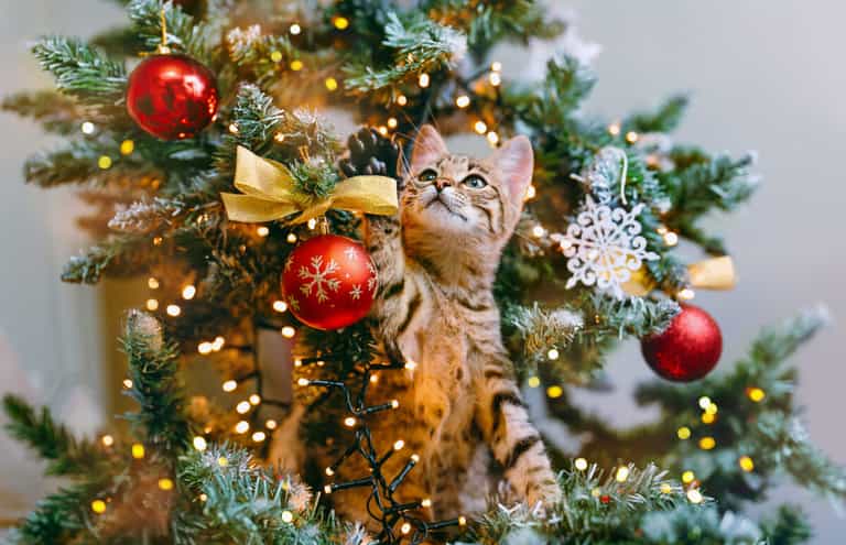 Woman shares genius tip for keeping your cat from climbing up your Christmas tree Woman shares genius tip for keeping your cat from climbing up your Christmas tree