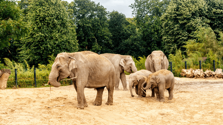 Mums go free to Dublin Zoo with special Mother’s Day offer Mums go free to Dublin Zoo with special Mother’s Day offer