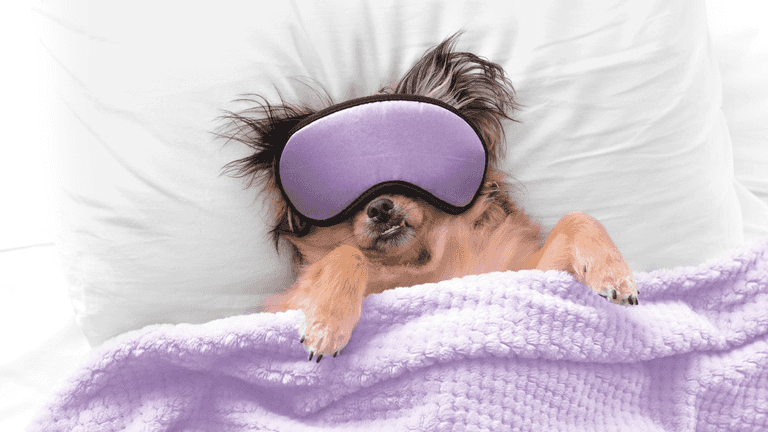 Science says people who let their dogs sleep in their bed are happier Science says people who let their dogs sleep in their bed are happier
