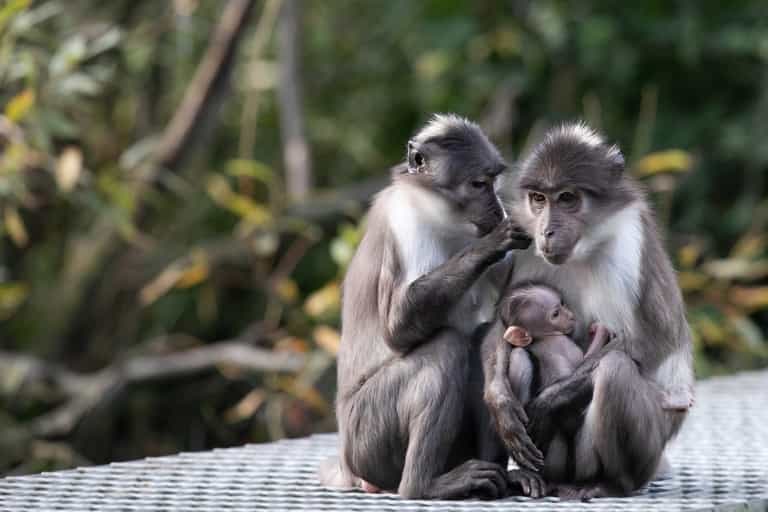 Celebrate Father’s Day at Dublin Zoo: ‘Dads Go Free’ this Sunday Celebrate Father’s Day at Dublin Zoo: ‘Dads Go Free’ this Sunday