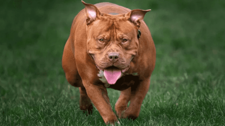 XL bully dogs set to be banned in Ireland XL bully dogs set to be banned in Ireland