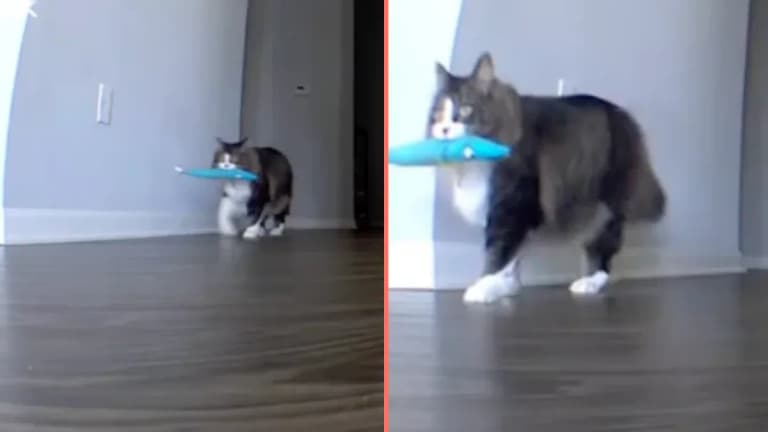 Cat owner almost comes back from holiday after pet cam shows heartbreaking footage Cat owner almost comes back from holiday after pet cam shows heartbreaking footage