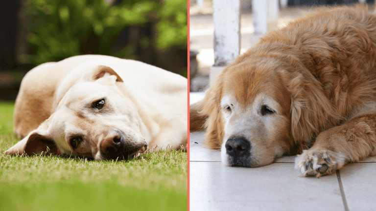 Best ways to keep your dogs cool in hot weather as experts issue warning Best ways to keep your dogs cool in hot weather as experts issue warning