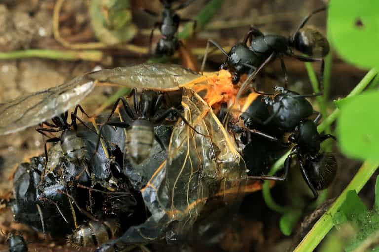 Experts warn flying ant day could be worse than ever this year Experts warn flying ant day could be worse than ever this year