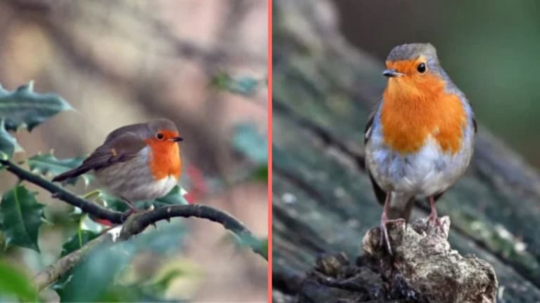 Irish households urged to take action if they see robins in their garden Irish households urged to take action if they see robins in their garden