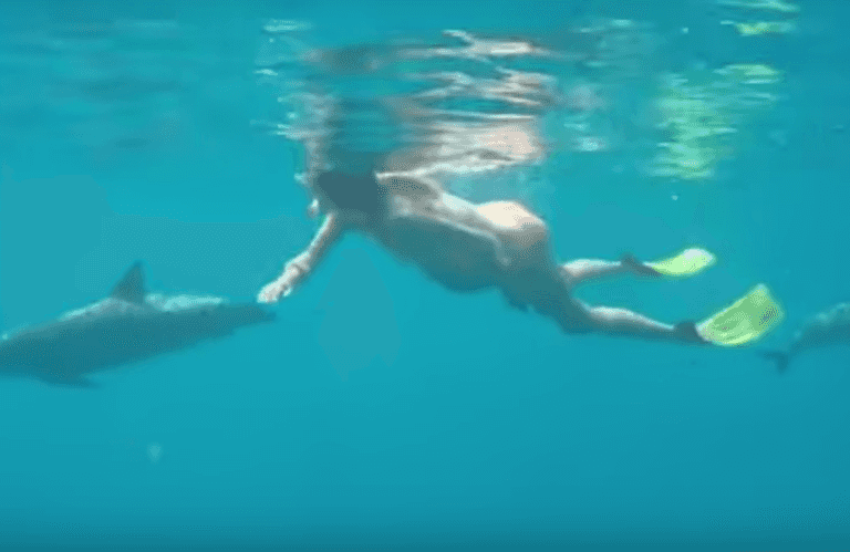 Newsflash: Dolphin-assisted birth may be a bad idea Newsflash: Dolphin-assisted birth may be a bad idea