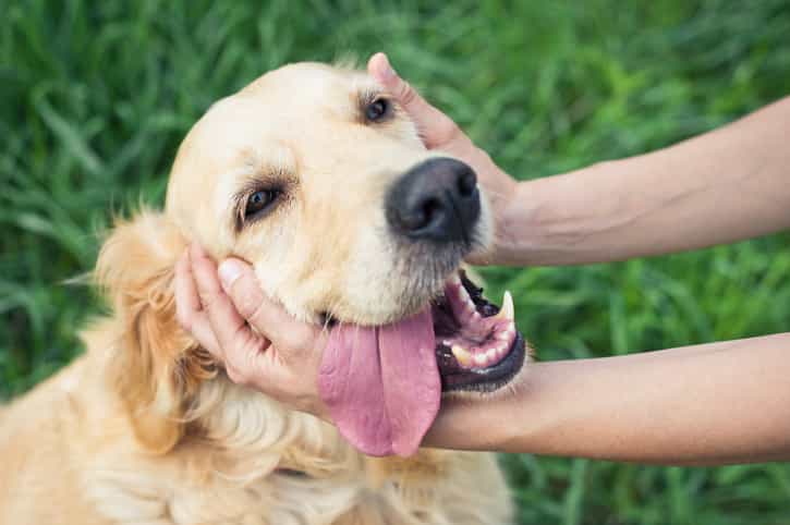 Dogs obey women more than they do men… but why? Dogs obey women more than they do men… but why?