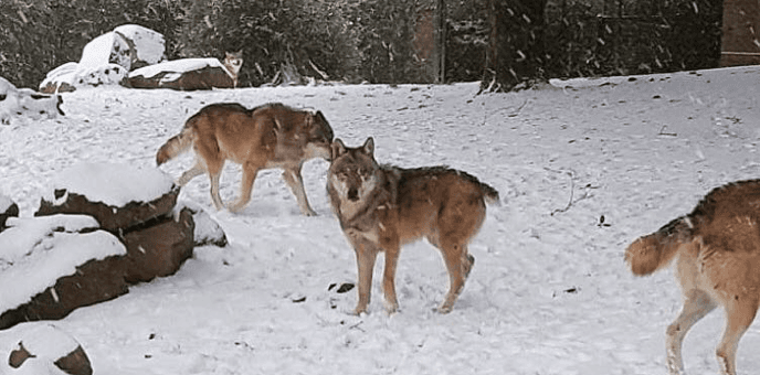 Too CUTE! Dublin Zoo share adorable images of the animals enjoying the snow Too CUTE! Dublin Zoo share adorable images of the animals enjoying the snow
