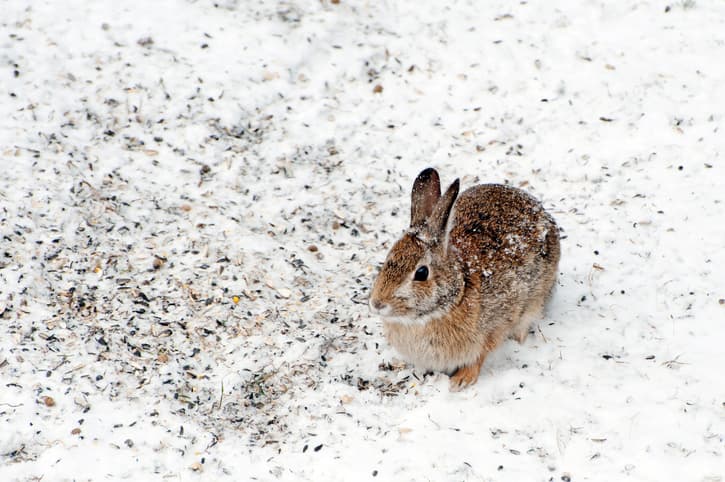 Dublin Airport police share video of them rescuing baby rabbit in the snow Dublin Airport police share video of them rescuing baby rabbit in the snow