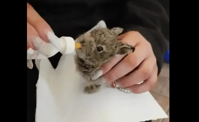 Despite Dublin Airport’s best efforts, Hare Emma has passed away Despite Dublin Airport’s best efforts, Hare Emma has passed away