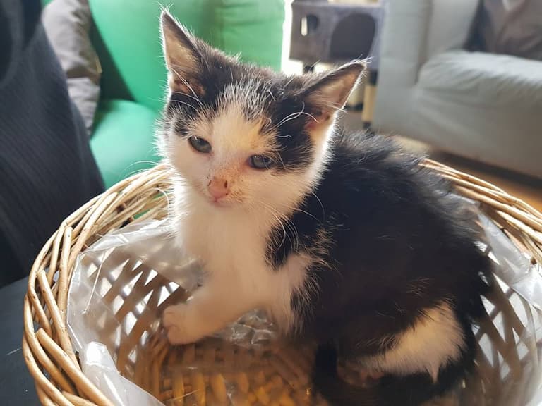 Dublin’s Cat Lounge issues urgent appeal after one of their kittens is taken Dublin’s Cat Lounge issues urgent appeal after one of their kittens is taken