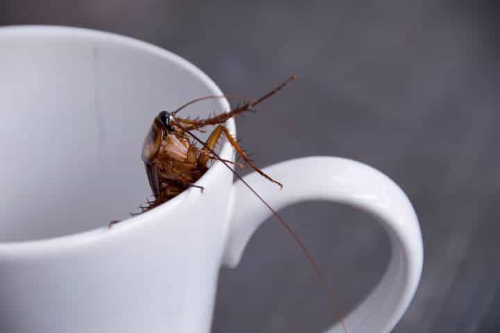 Cockroach milk is now a ‘superfood’ and we definitely don’t want to try it Cockroach milk is now a ‘superfood’ and we definitely don’t want to try it