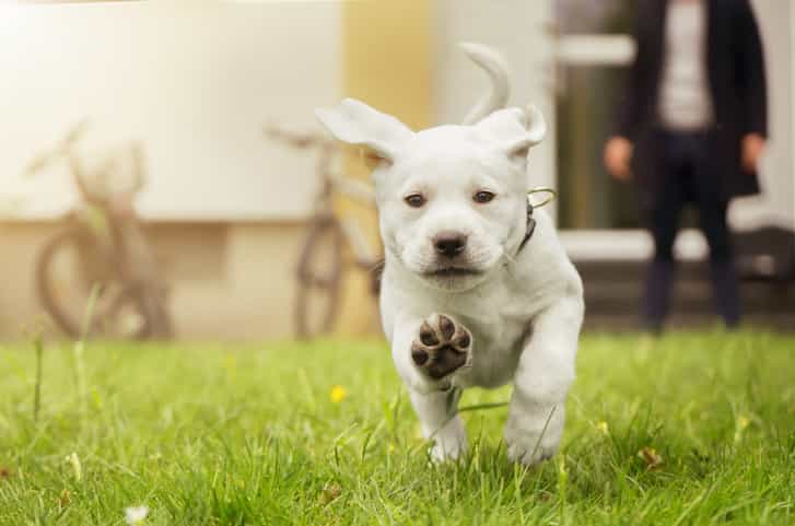 Mums take to online forum about local school owning a puppy Mums take to online forum about local school owning a puppy