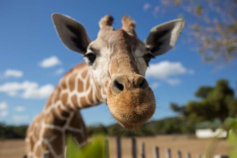 Giraffes have officially been added to the endangered species list Giraffes have officially been added to the endangered species list
