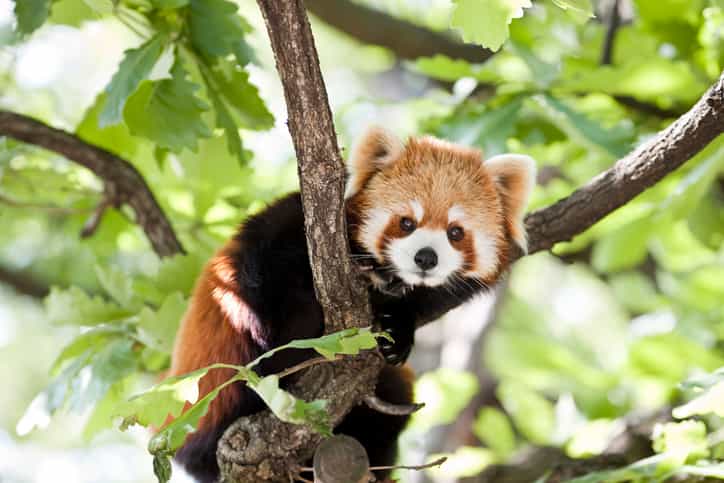 A red panda has gone missing from Belfast Zoo and is currently roaming the streets A red panda has gone missing from Belfast Zoo and is currently roaming the streets