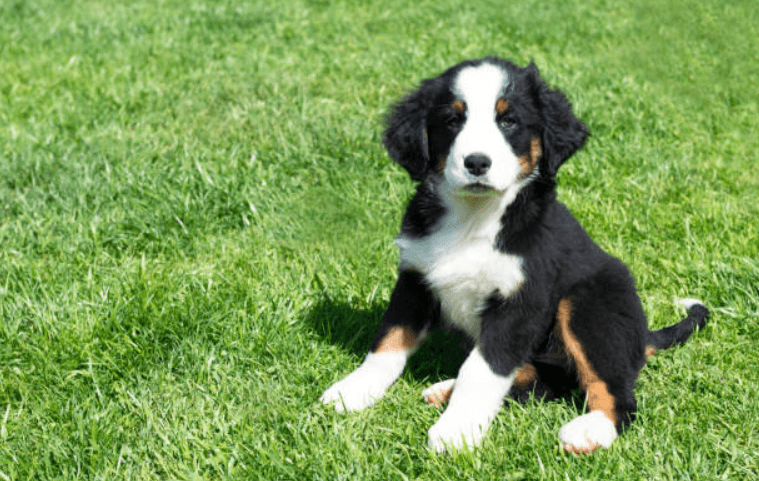 The search is on! Do you think your family have Ireland cutest puppy? The search is on! Do you think your family have Ireland cutest puppy?