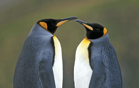 Two gay penguins adopt abandoned egg in Berlin zoo Two gay penguins adopt abandoned egg in Berlin zoo