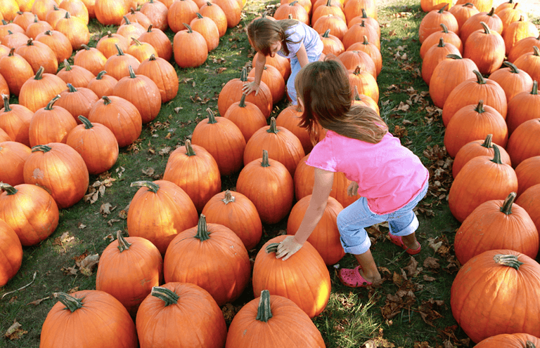 Family fun: 7 great pumpkin patches around Ireland to bring the kids to this October Family fun: 7 great pumpkin patches around Ireland to bring the kids to this October