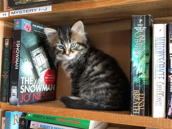 There’s a Canadian bookstore filled with adorable kittens that you can adopt There’s a Canadian bookstore filled with adorable kittens that you can adopt