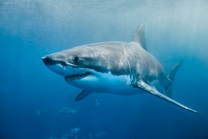 Sky is releasing a new three-part documentary about sharks that we’re ready to sink our teeth into Sky is releasing a new three-part documentary about sharks that we’re ready to sink our teeth into