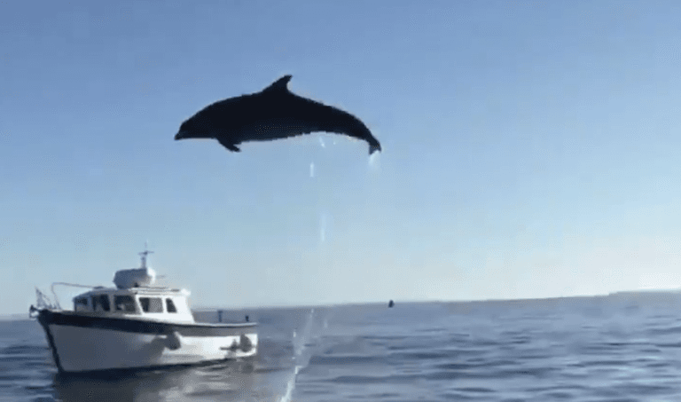 Dolphin seen in Galway Bay probably not Fungie Dolphin seen in Galway Bay probably not Fungie