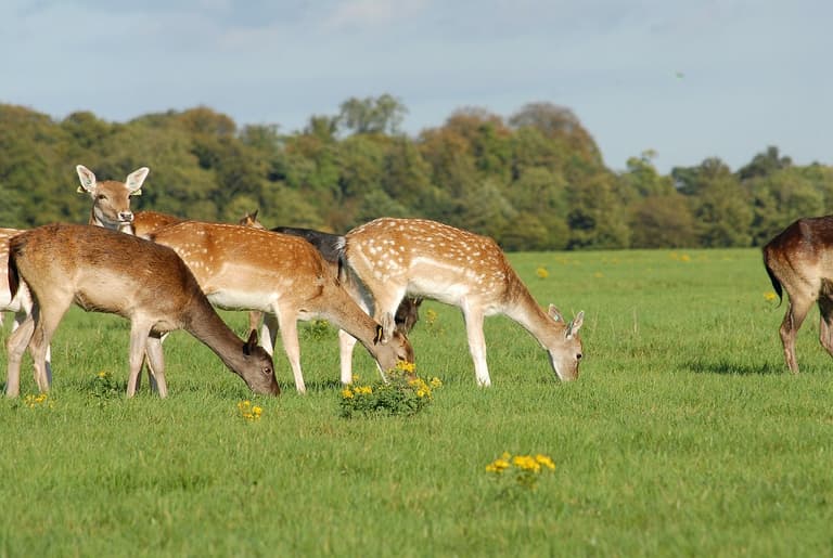 This is why you need to stop feeding the deer in Phoenix Park This is why you need to stop feeding the deer in Phoenix Park