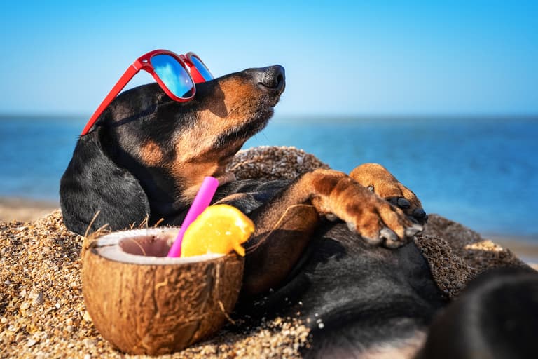 This dog can fetch cocktails for its owner when it hears “gin o’clock” This dog can fetch cocktails for its owner when it hears “gin o’clock”